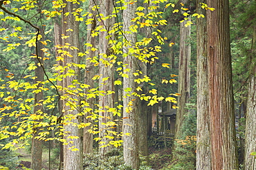 Okunoin graveyard, site of 20000 Buddhist gravestones, Koya-san, Kansai (Western Province), Honshu, Japan, Asia