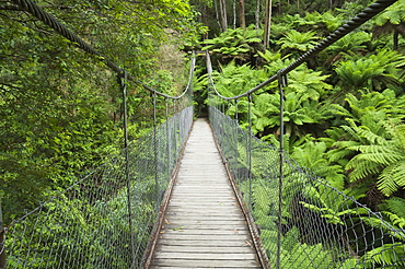 Suspension bridge and rainforest, Tarra Bulga National Park, Victoria, Australia, Pacific