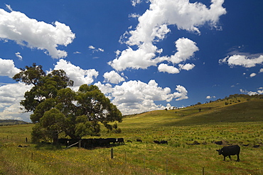 Farmland, Jindabyne, New South Wales, Australia, Pacific