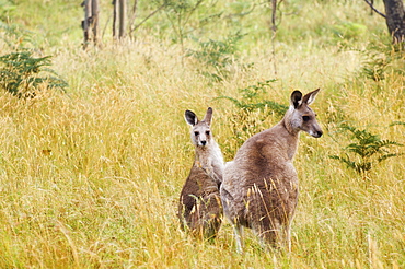 Eastern grey kangaroos, Geehi, Kosciuszko National Park, New South Wales, Australia, Pacific