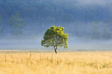 Gum tree, Kosciuszko National Park, New South Wales, Australia, Pacific