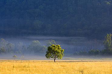 Gum tree, Kosciuszko National Park, New South Wales, Australia, Pacific