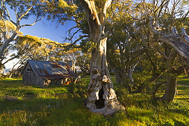 Wallace's Hut, Bogong High Plains, Apline National Park, Victoria, Australia, Pacific