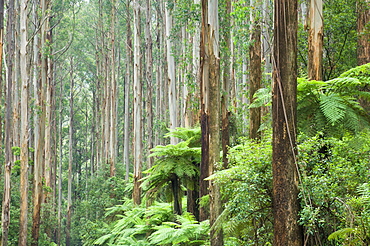 Rainforest, Yarra Ranges National Park, Victoria, Australia, Pacific