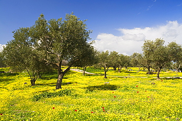 Wildflowers and trees, Umm Qais Roman City, Umm Qais, Jordan, Middle East