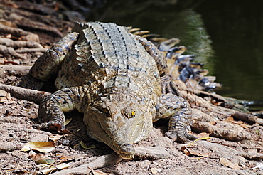 Saltwater crocodile, Northern Territory, Australia, Pacific