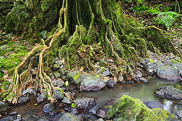 Tree roots and Avana stream, Avana Valley, Takitumu Conservation Area, Rarotonga, Cook Islands, South Pacific Ocean, Pacific