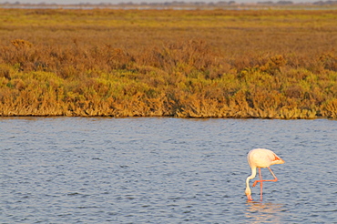 Flamingo, Camargue, France, Europe