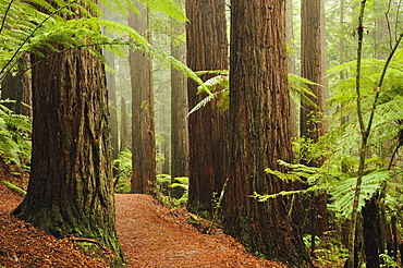 Redwoods and Tree Ferns, The Redwoods, Rotorua, Bay of Plenty, North Island, New Zealand, Pacific