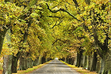 Oak Alley, Ormond Road, Hastings, Hawke's Bay, North Island, New Zealand, Pacific