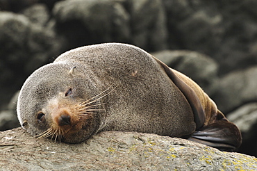 Australian Fur Seal (Arctocephalus forsteri), near Kaikoura, Canterbury, South Island, New Zealand, Pacific