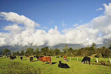 Cattle on farmland, Cook Flat, West Coast, South Island, New Zealand, Pacific