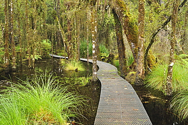 Walkway through Swamp Forest, Ships Creek, West Coast, South Island, New Zealand, Pacific