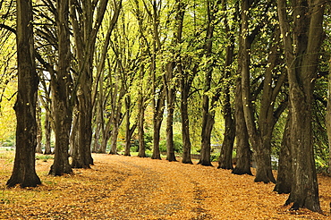 Alley at Wanaka Station Park, Wanaka, Otago, South Island, New Zealand, Pacific