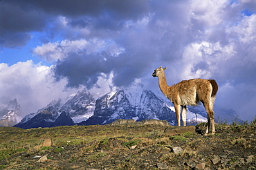 Guanaco (llama) and Cuernos del Paine, Torres del Paine National Park, Patagonia, Chile, South America