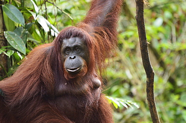 Orangutan (Pongo borneo), Semenggoh Wildlife Reserve, Sarawak, Borneo, Malaysia, Southeast Asia, Asia