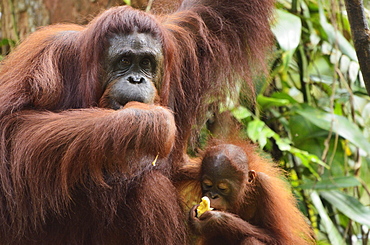 Orangutan (Pongo borneo), Semenggoh Wildlife Reserve, Sarawak, Borneo, Malaysia, Southeast Asia, Asia