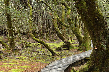 Boardwalk through temperate rainforest, Cradle Mountain-Lake St. Clair National Park, UNESCO World Heritage Site, Tasmania, Australia, Pacific