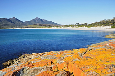 Red lichen on rocks, Wineglass Bay, Freycinet National Park, Freycinet Peninsula, Tasmania, Australia, Pacific