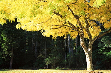 Golden robinia, Marysville, Victoria, Australia, Pacific