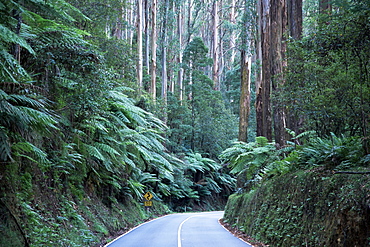 Road and mountain ash forest, Victoria, Australia, Pacific