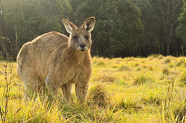 Eastern grey kangaroo, Geehi, Kosciuszko National Park, New South Wales, Australia, Pacific