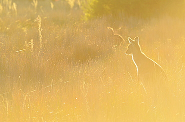 Eastern grey kangaroo, Wilsons Promontory National Park, Victoria, Australia, Pacific