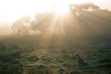 Eastern grey kangaroos, New South Wales, Australia, Pacific