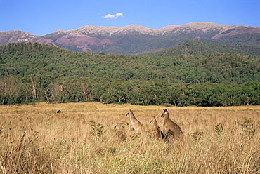 Eastern grey kangaroos, New South Wales, Australia, Pacific