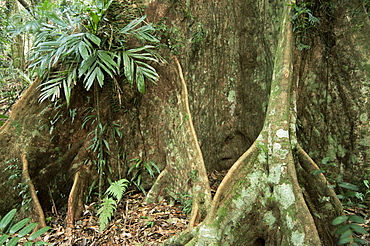 Root detail, Dorrigo National Park, New South Wales, Australia, Pacific