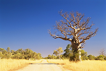 Boab tree and gravel road, Kimberley, Western Australia, Australia, Pacific