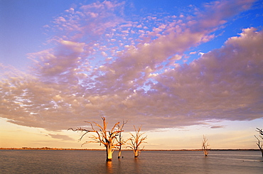 Dead trees, Lake Bonney, South Australia, Australia, Pacific