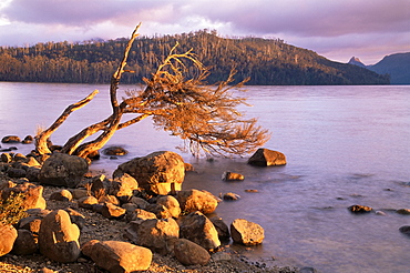 Lake St. Clair, Cradle Mountain-Lake St. Clair National Park, Tasmania, Australia, Pacific