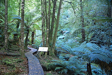 Wielangta Forest Walk, Tasmania, Australia, Pacific