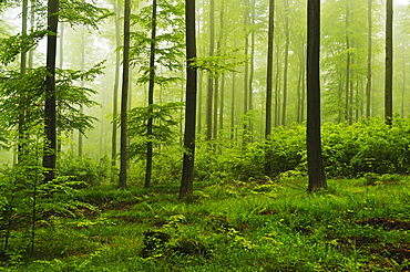 Beech forest, Erzgebirge, Saxony, Germany, Europe