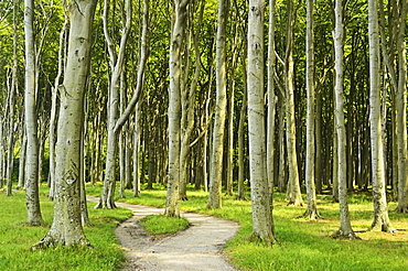 Gespensterwald (ghost forest) near Nienhagen, Baltic Sea, Mecklenburg-Vorpommern, Germany, Europe