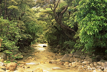 Mountains stream, Coromandel Peinsula, North Island, New Zealand, Pacific