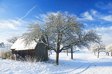 Barn and apple trees in winter, Weigheim, Baden-Wurttemberg, Germany, Europe