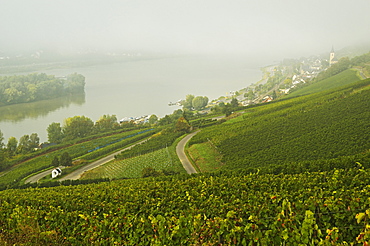 Morning fog over the River Rhine, near Lorch, Hesse, Germany, Europe 