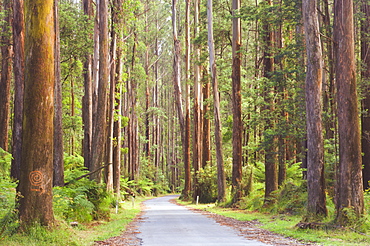 Road and mountain ash trees, Yarra Ranges National Park, Victoria, Australia, Pacific