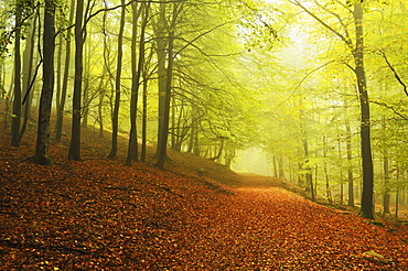 Beech forest and morning fog, Hunsrueck, Rhineland-Palatinate, Germany, Europe 