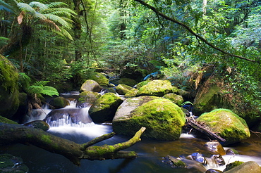 Taggerty River, tree ferns and myrtle beech trees in the temperate rainforest, Yarra Ranges National Park, Victoria, Australia, Pacific