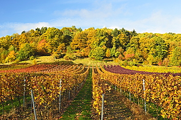 Vineyard landscape, near St. Martin, German Wine Route, Rhineland-Palatinate, Germany, Europe 