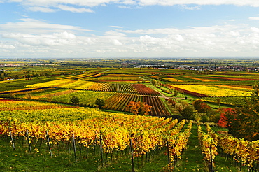 Vineyard landscape, near St. Martin, German Wine Route, Rhineland-Palatinate, Germany, Europe 