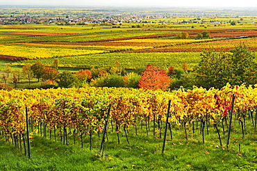 Vineyard landscape, near St. Martin, German Wine Route, Rhineland-Palatinate, Germany, Europe 