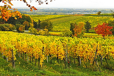 Vineyard landscape, near St. Martin, German Wine Route, Rhineland-Palatinate, Germany, Europe 