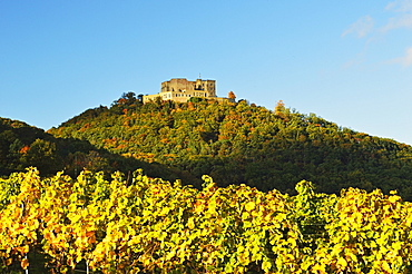 Hambach Castle and Vineyard landscape, near Neustadt, German Wine Route, Rhineland-Palatinate, Germany, Europe 