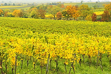 Vineyard landscape, near Neustadt, German Wine Route, Rhineland-Palatinate, Germany, Europe 