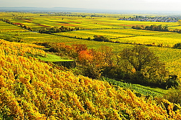 Vineyard landscape, near Bad Duerkheim, German Wine Route, Rhineland-Palatinate, Germany, Europe 