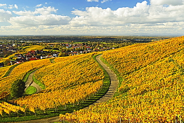 Vineyard landscape, Ortenau, Baden Wine Route, Baden-Wurttemberg, Germany, Europe 